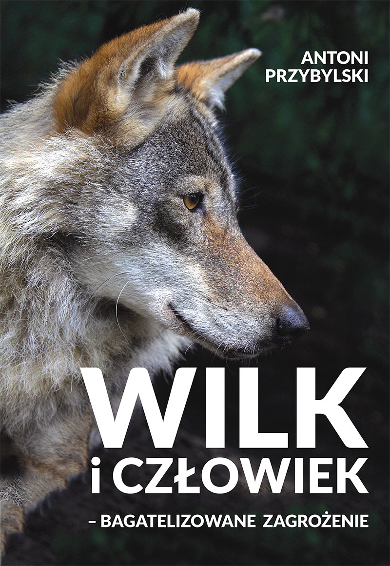 Wilk i człowiek - bagatelizowane zagrożenie